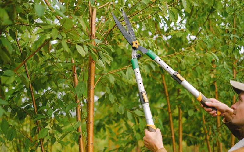 Tree trimming in Murfreesboro, AR